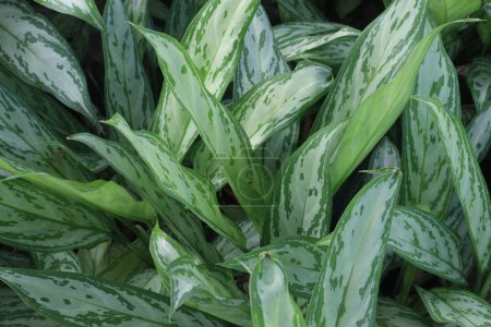 Foto de Calathea wiotii planta de hojas en la granja para la venta son cultivos comerciales. Estas plantas conocidas por sus patrones vibrantes y cualidades purificadoras del aire - Imagen libre de derechos