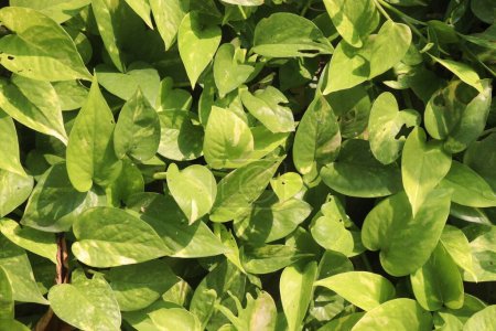 Photo for Devil's ivy leaf plant on farm for sell are cash crop.It can Air Purifying. absorbing toxins, absorbing formaldehyde, absorbing xylene, absorbing benzene, absorbing carbon monoxide - Royalty Free Image