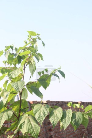 Téléchargez les photos : Abroma augusta plante à la ferme pour la vente sont des cultures commerciales. il peut traiter l'absence de règles. traiter également les troubles du sommeil, les rhumatismes, la fièvre et les décharges vaginales anormales - en image libre de droit