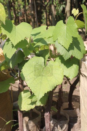 Grape plant on farm for sell are cash crops. have anti-inflammatory, reproductive, cardiovascular, diabetic, anti-cholesterol qualities, physiological advantages, biological activity of grape leaves