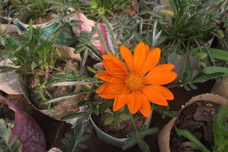 Gazania Sunrise Yellow flower on pot in farm for sell are cash crops. it's are an easy to growing plant that will establish very fast and have little maintenance afterward