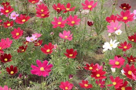pink colored garden cosmos flower on farm for harvest