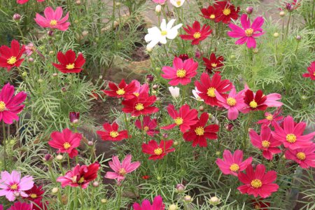 pink colored garden cosmos flower on farm for harvest