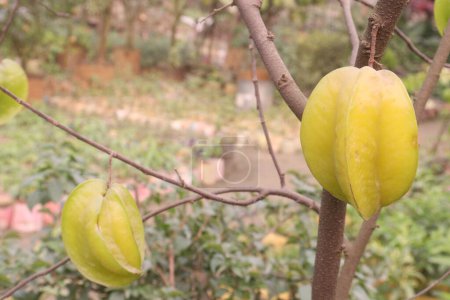 Carambola have vitamin C, it can your body make germ-fighting white blood cells for a strong immune system. potassium of Carambola helps lower blood pressure, lowers risk of a heart attack or stroke.