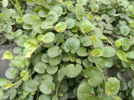Evolvulus nummularius plant on garden for decoration. It have medicinal importance, being used as an anthelmintic, and to treat scorpion stings, cuts, fever, wounds and burns