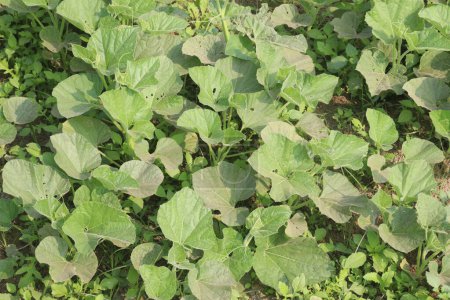 calabash plant on farm for sell are cash crops. it can used for fever, cough, pain, asthma. It is contains minerals, calcium, magnesium, iron, zinc, vitamin B, C, K, vegetable, healthy gut microbiome