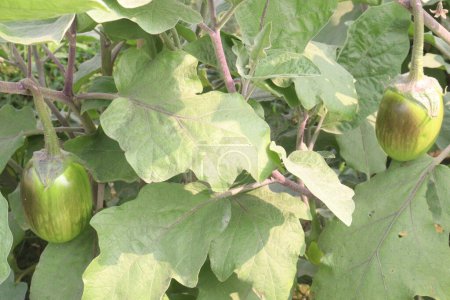 Brinjal on tree in farm for harvest are cash crops. It can blood circulation in the heart due to its essential components such as bioactive compounds, potassium, fibre, Carbohydrate, vitamin B6