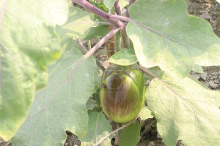 Brinjal on tree in farm for harvest are cash crops. It can blood circulation in the heart due to its essential components such as bioactive compounds, potassium, fibre, Carbohydrate, vitamin B6