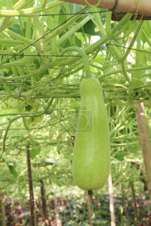 calabash on farm for sell are cash crops. it can used for fever, cough, pain, asthma. It is have minerals, calcium, magnesium, iron, zinc, vitamin B, C, K, nutrients, vegetable, healthy gut microbiome