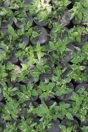 Graptophyllum pictum plant on farm for sell are cash crops. it can treat for fertility, wounds, swellings, ulcers, hemorrhoids, constipation, rheumatism, urinary infections, scabies