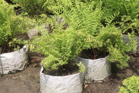 Cascading Fishtail Ferns on bag in farm for sell are cash crops.it's a house plants in mild climates with high organic matter and grow best when provided with filtered sunlight, lower light conditions