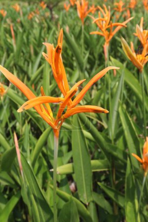 Heliconia Psittacorum flower plant on farm for sell are cash crops. this plant has medicinal properties because it contains alkaloids that act as antidiarrheal agents and anti-inflammatory agents.
