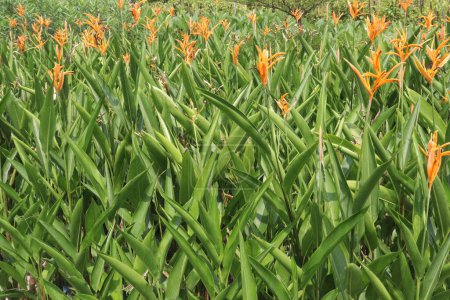 Heliconia Psittacorum Blühpflanzen auf dem Bauernhof zum Verkauf sind Cash-Pflanzen. Diese Pflanze hat medizinische Eigenschaften, weil sie Alkaloide enthält, die als Durchfall- und Entzündungshemmer wirken.