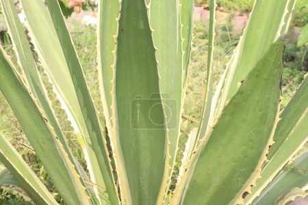 Photo for Furcraea selloa also called Variegated False Agave plant on pot in farm for sell are cash crops. spectacularly showy succulent with variegated, open rosette of broad, sword shaped fleshy sharp pointed - Royalty Free Image