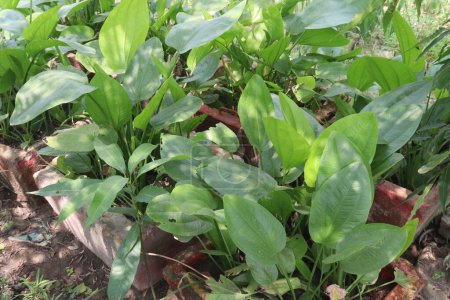Echinodorus palifolius flower plant on farm sell are cash crops. it's a natural air purifier, absorbing toxins such as benzene and formaldehyde, and releasing clean oxygen in return