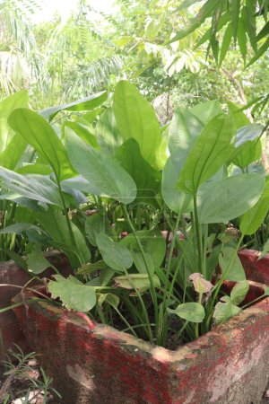 Echinodorus palifolius Blütenpflanze auf dem Bauernhof verkaufen sind Cash-Pflanzen. Es ist ein natürlicher Luftreiniger, der Giftstoffe wie Benzol und Formaldehyd absorbiert und im Gegenzug sauberen Sauerstoff freisetzt.