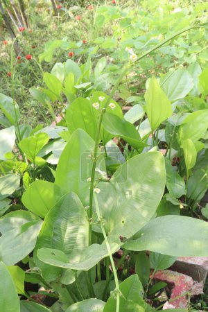 Echinodorus palifolius Blütenpflanze auf dem Bauernhof verkaufen sind Cash-Pflanzen. Es ist ein natürlicher Luftreiniger, der Giftstoffe wie Benzol und Formaldehyd absorbiert und im Gegenzug sauberen Sauerstoff freisetzt.