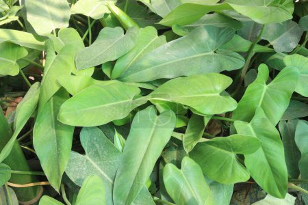 Green Arrow arum plant on farm for sell are cash crops. is brings a number of desirable characteristics to almost any aquatic setting, including soil stabilization, food, shelter for aquatic fauna
