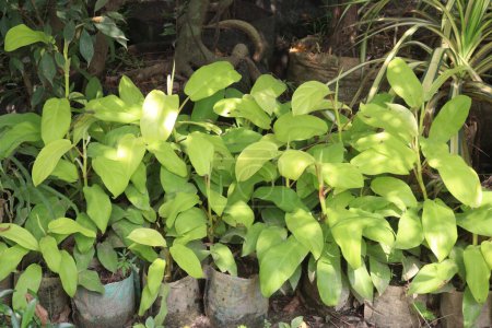 Green Arrow arum plant on farm for sell are cash crops. is brings a number of desirable characteristics to almost any aquatic setting, including soil stabilization, food, shelter for aquatic fauna