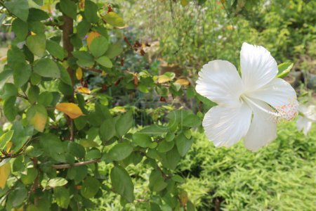 White Hibiscus flower on tree in farm for sell are cash crops. it's have antioxidants.it's help weight loss, reduce the growth of bacteria and cancer cells and support the heart and liver