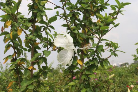 Les fleurs blanches d'Hibiscus sur les arbres de la ferme à vendre sont des cultures commerciales. il a des antioxydants. Il aide à perdre du poids, à réduire la croissance des bactéries et des cellules cancéreuses et à soutenir le c?ur et le foie