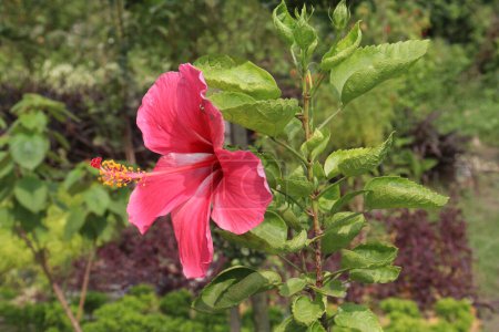 Die rosafarbene Hibiskusblüte auf einem Baum in einem Bauernhof zum Verkauf steht als Bargeldbeschaffung zur Verfügung. Es hat Antioxidantien. Es hilft bei der Gewichtsabnahme, reduziert das Wachstum von Bakterien und Krebszellen und unterstützt Herz und Leber