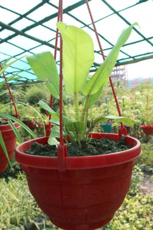 Flecha Verde arum planta en la olla colgante en la granja para la venta son cultivos comerciales. tiene características deseables para casi cualquier entorno acuático, incluida la estabilización del suelo, los alimentos, el refugio para la fauna acuática