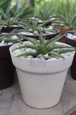 Dyckia brevifolia on pot in farm for sell are cash crops