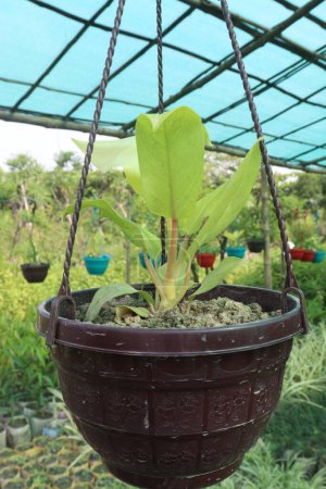 Green Arrow arum plant on hanging pot in farm for sell are cash crops. is have desirable characteristics to almost any aquatic setting, including soil stabilization, food, shelter for aquatic fauna