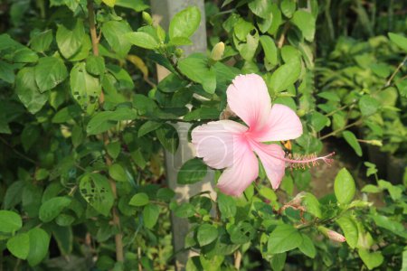 flor de hibisco rosa en el árbol en la granja para la venta son cultivos comerciales. tiene antioxidantes.it 's ayudar a la pérdida de peso, reducir el crecimiento de bacterias y células cancerosas y apoyar el corazón y el hígado
