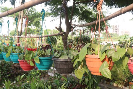 Heartleaf Philodendron Plant on Farm zum Verkauf sind Cash-Pflanzen. Es ist ein natürlicher Luftreiniger, der unsichtbare Giftstoffe wie Formaldehyd und Benzol bekämpft. Es ist, als hätte man ein umweltfreundliches Dienstmädchen für die Lungen
