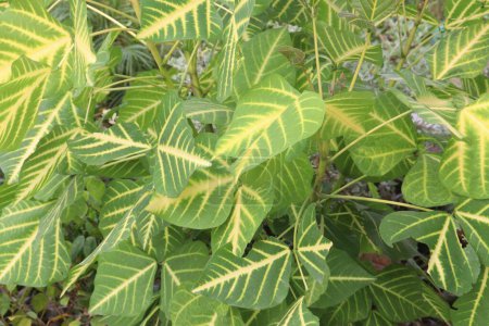 Erythrina variegata plant on farm for sell are cash crops.it have nervine sedative, collyrium in ophthalmia, antiasthmatic, antiepileptic, antiseptic, astringent