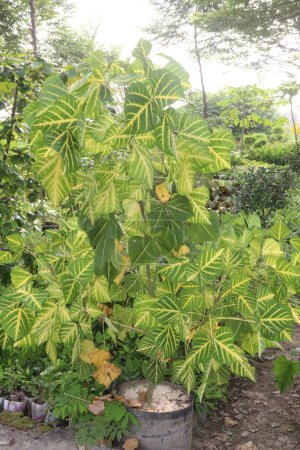 Téléchargez les photos : Erythrina variegata plante à la ferme à vendre sont des cultures de rente. Il ont sédatif nerveux, collyrium dans l'ophtalmie, antiasthmatique, antiépileptique, antiseptique, astringent - en image libre de droit
