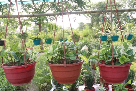 Les plants d'Epipremnum Aureum à la ferme destinés à la vente sont des cultures commerciales. il peut purifier l'air, réduisant les polluants atmosphériques domestiques les plus courants comme le benzène, le formaldéhyde, le trichloroéthylène, le xylène et le toluène