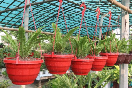 Boston Fern plant on hanging pot in farm for sell are cash crops. it can Air purifying and humidifying, Safe and stress-reducing, non-toxic to pets and kids, they create a calming environment
