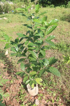 Gardenia jasminoides flower plant on farm for sell are cash crops. it can treat of an array of illnesses including jaundice, headaches, fever, inflammation, hepatic disorders, and hypertension