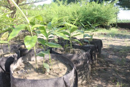 turmeric plant on pot in farm for sell are cash crops. is rich in Phytochemical that may protect the body by neutralizing free radicals and shielding the cells from damage, cancer and heart disease