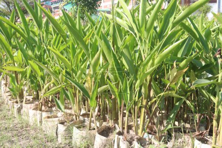 Heliconia Psittacorum flower plant on farm for sell are cash crops. this plant has medicinal properties because it contains alkaloids that act as antidiarrheal agents and anti-inflammatory agents.