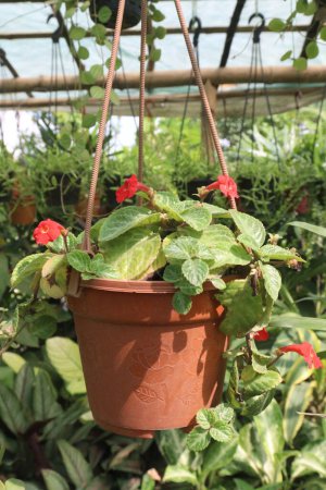 Episcia cupreata flower plant on farm for sell are cash crops. An excellent approach to bringing colour indoors is by growing flame violets (Episcia cupreata). Houseplant with Episcia flame violets