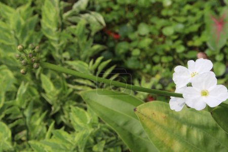 Echinodorus palifolius planta de flores en la granja de venta son cultivos comerciales. es un purificador de aire natural, absorbiendo toxinas como benceno y formaldehído, y liberando oxígeno limpio a cambio