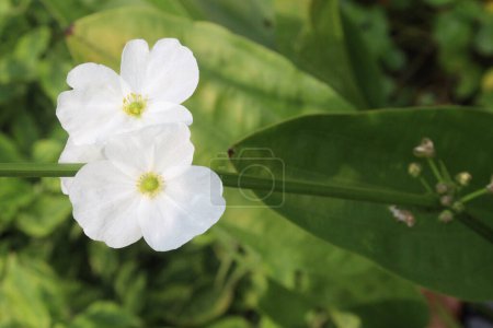 Echinodorus palifolius flower plant on farm sell are cash crops. it's a natural air purifier, absorbing toxins such as benzene and formaldehyde, and releasing clean oxygen in return