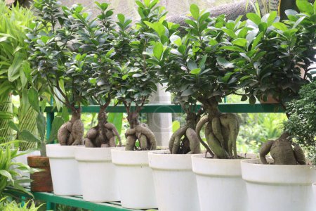 Ficus microcarpa Baum auf Topf in Bauernhof, es kann Wurzel, Rinde und Blatt-Latex verwendet werden, um Wunden, Kopfschmerzen, Lebererkrankungen, Zahnschmerzen und Geschwüre zu behandeln. Luftwurzeln sind nützlich bei der Behandlung von Hautkrankheiten