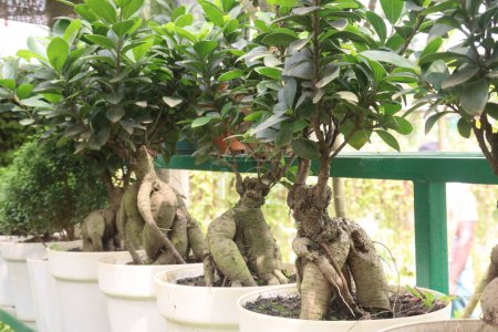 Ficus microcarpa tree on pot in farm, it can root, bark, and leaf latex are used to treat wounds, headaches, liver diseases, toothache, and ulcers. Aerial roots are useful in treating skin diseases