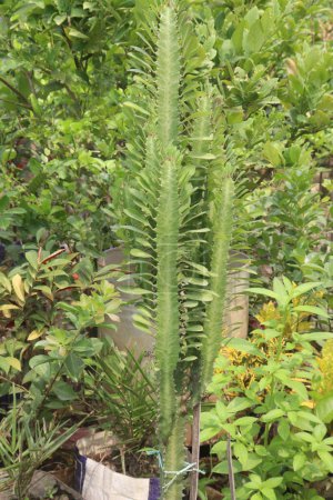 Euphorbia trigona planta en la granja para la venta son cultivos comerciales. Esta especie tiene una savia lechosa que se utiliza en la medicina tradicional para tratar diversas dolencias, como heridas, úlceras, verrugas y quemaduras.