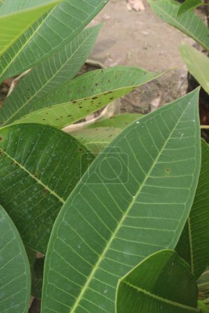 Frangipani leaf on tree in farm for harvest are cash crops