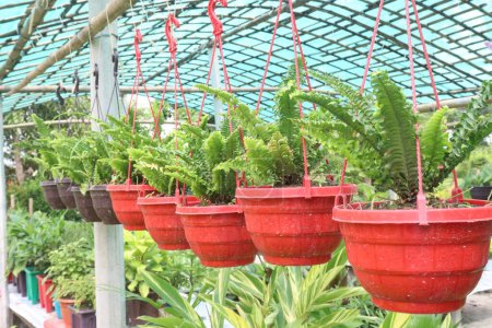 Boston Fern plant on hanging pot in farm for sell are cash crops. it can Air purifying and humidifying, Safe and stress-reducing, non-toxic to pets and kids, they create a calming environment