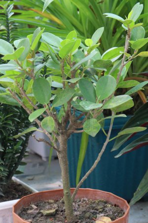 Ficus microcarpa tree on pot in farm, it can root, bark, and leaf latex are used to treat wounds, headaches, liver diseases, toothache, and ulcers. Aerial roots are useful in treating skin diseases