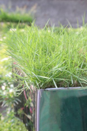 Limpo herbe plante à la ferme pour la vente sont des cultures de rente. digestibilité élevée et diminution plus lente de la digestibilité à mesure que la maturité augmente. il convient à une utilisation comme fourrage stocké