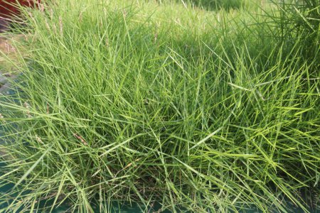 Limpo herbe plante à la ferme pour la vente sont des cultures de rente. digestibilité élevée et diminution plus lente de la digestibilité à mesure que la maturité augmente. il convient à une utilisation comme fourrage stocké