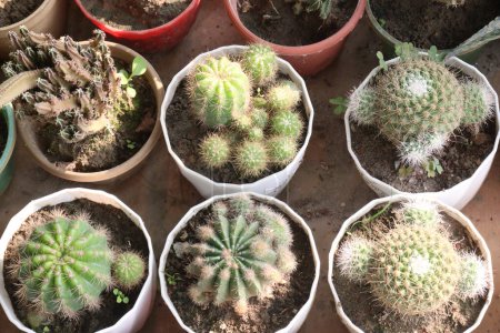 Echinopsis oxygona plant on pot in farm for sell are cash crops